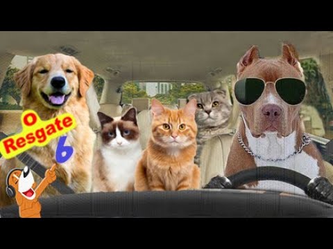 Animais Engraçados - Binho e Mel - O Resgate 6