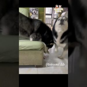 Cachorro que gosta de grana - Animais Dublados Binho e Mel