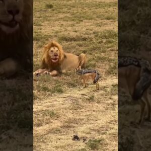🔥 Don't angry the king #subscribe #like #short😡