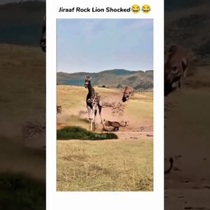 😂giraffe rock lion shok !                 #shorts #subscribe #like