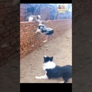 O gato contra Dois - Animais Dublados Binho e Mel