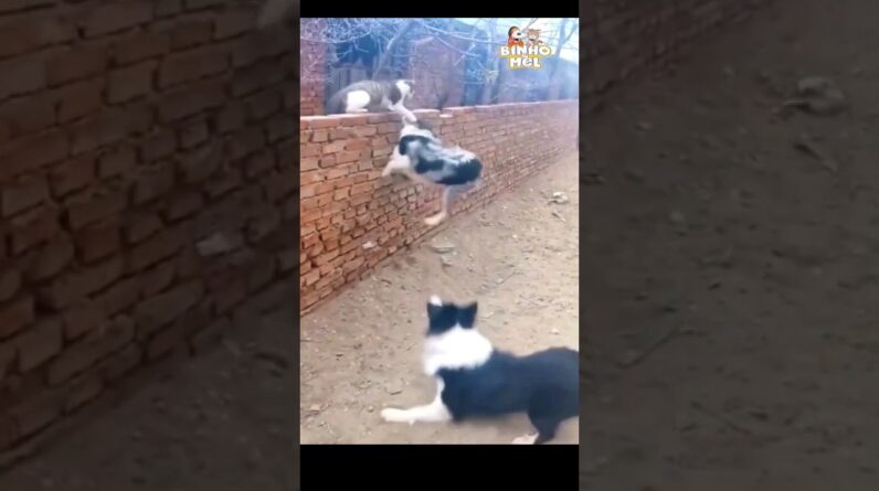 O gato contra Dois - Animais Dublados Binho e Mel