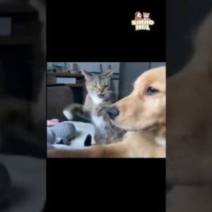 O gato não gostou do que ele fez - Animais Dublados Binho e Mel
