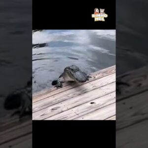 O jacaré gostou da visita - Animais Dublados Binho e Mel