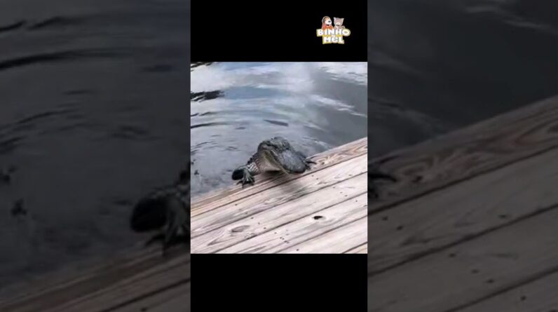 O jacaré gostou da visita - Animais Dublados Binho e Mel
