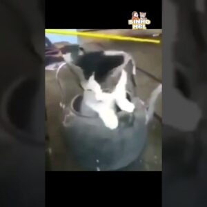 Surge um Novo Gênio 😄 - Animais Dublados Binho e Mel