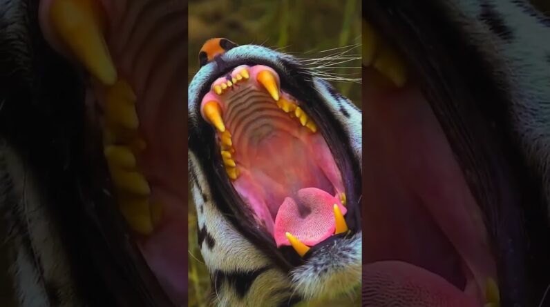 TIGER ROAR !!                                   #subscribe #short #like