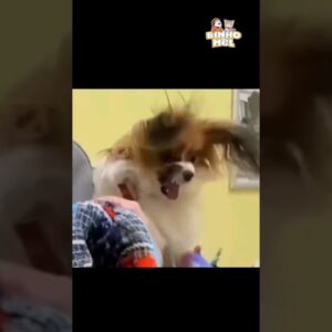 Vou lhe provar que doi 😂 - Animais Dublados Binho e Mel
