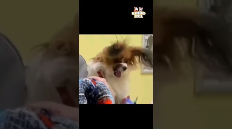 Vou lhe provar que doi 😂 - Animais Dublados Binho e Mel