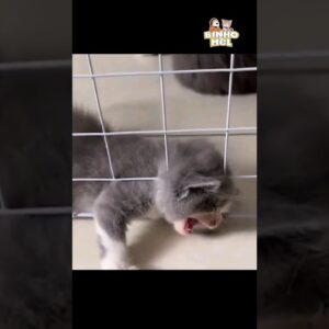 3 vídeos curtos - Animais dublados Binho e Mel