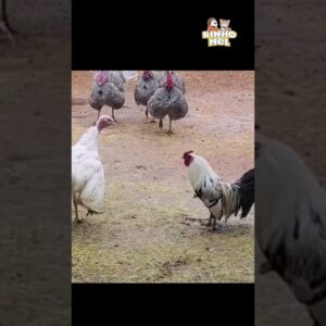 4 vídeos curtos - Animais Dublados Binho e Mel