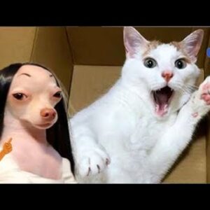 Animais Engraçados - Animais Dublados Binho e Mel  #22