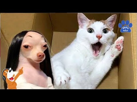 Animais Engraçados - Animais Dublados Binho e Mel  #22