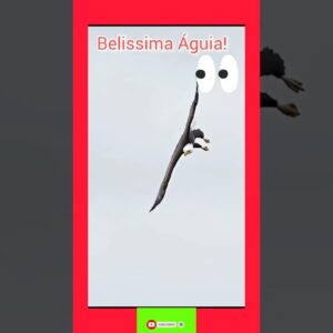 Belissima águia! #aves #aguiareal ajude esse canal:55(71)98396-1850