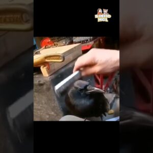 Ele é exigente - Animais Dublados Binho e Mel