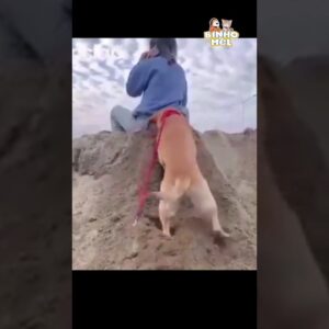Ele sabia o que estava fazendo - Animais Dublados Binho e Mel