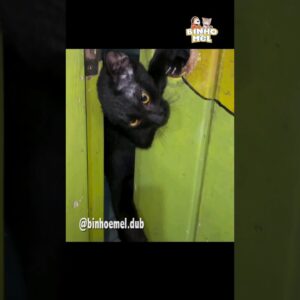 Missão impossível ? - Animais dublados Binho e Mel