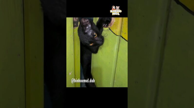Missão impossível ? - Animais dublados Binho e Mel