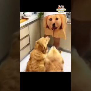 Olha a Provocação 😂 - Animais Dublados Binho e Mel