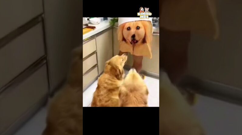 Olha a Provocação 😂 - Animais Dublados Binho e Mel