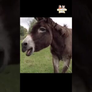 Quando até os burros duvidam - Animais Dublados Binho e Mel