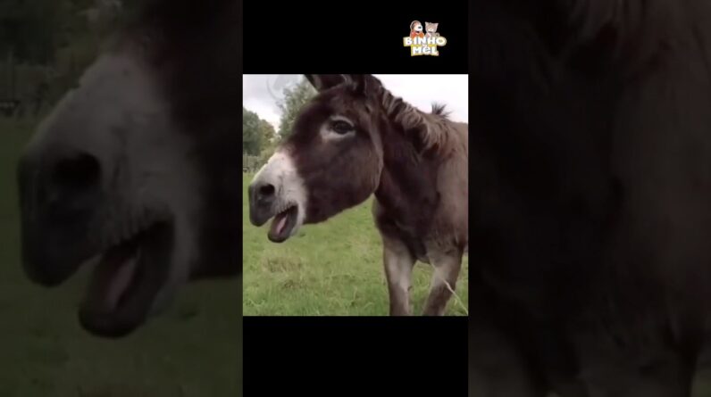 Quando até os burros duvidam - Animais Dublados Binho e Mel