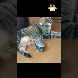 Quando o amor não é correspondido - Animais Dublados Binho e Mel
