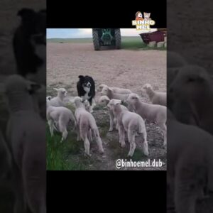 Quando sua mãe diz volta agora! - Animais Dublados Binho e Mel