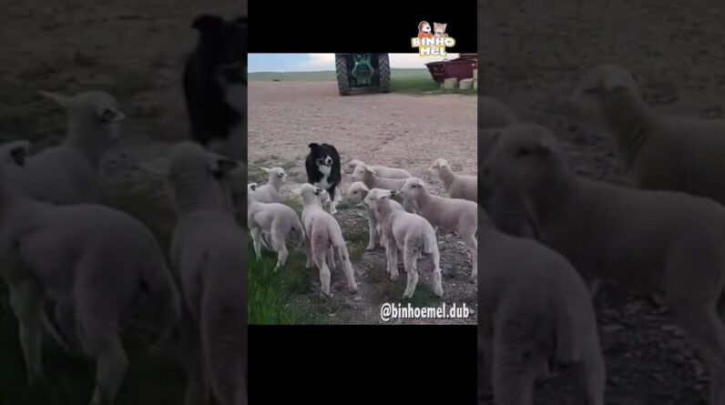 Quando sua mãe diz volta agora! - Animais Dublados Binho e Mel
