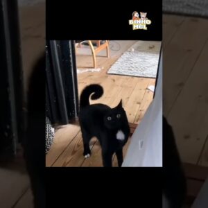 Como expulsar alguém 😂 - Animais Dublados Binho e Mel