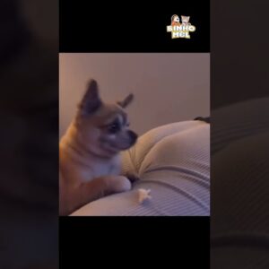 Eles sabem quando vc faz isso 🤣 - Animais Dublados Binho e Mel