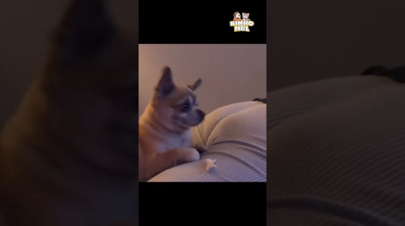 Eles sabem quando vc faz isso 🤣 - Animais Dublados Binho e Mel