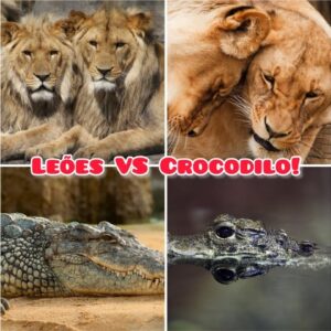 Leoas tentando pegar o Crocodilo, será que consegue? assista o vídeo.Apoie canal. Pix: 7198396-1850.