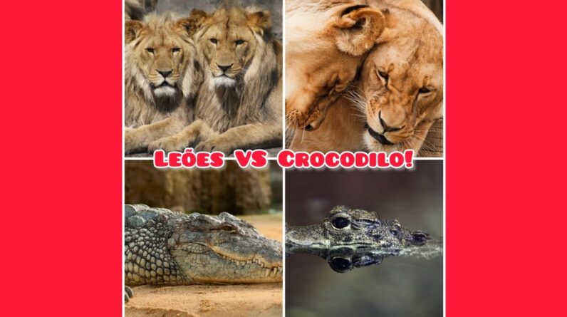 Leoas tentando pegar o Crocodilo, será que consegue? assista o vídeo.Apoie canal. Pix: 7198396-1850.
