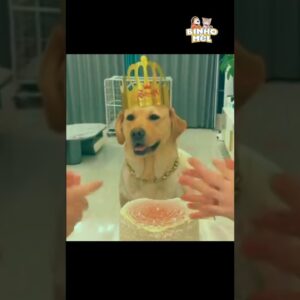 Quando vc é enganado - Animais Dublados Binho e Mel