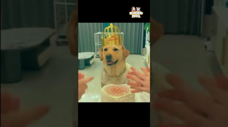 Quando vc é enganado - Animais Dublados Binho e Mel