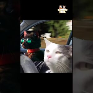 Quando vc pensa que ninguém viu - Animais Dublados Binho e Mel