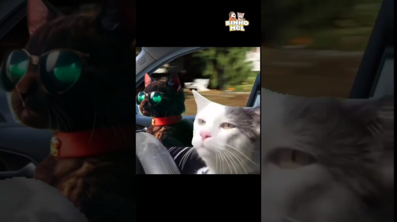 Quando vc pensa que ninguém viu - Animais Dublados Binho e Mel