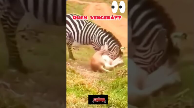 Quem Vencerá ?  #animals #shorts