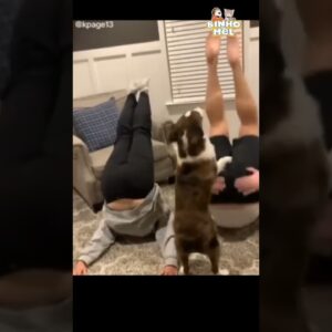 Tira a pata daí 🤣 - Animais Dublados Binho e Mel