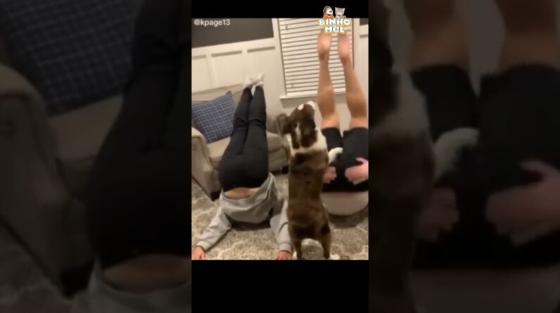 Tira a pata daí 🤣 - Animais Dublados Binho e Mel