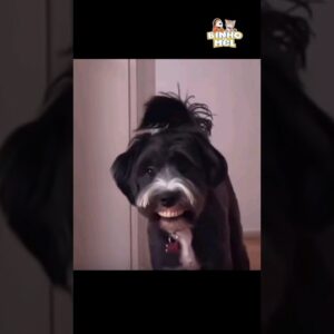 Vídeos engraçados - Animais dublados Binho e Mel