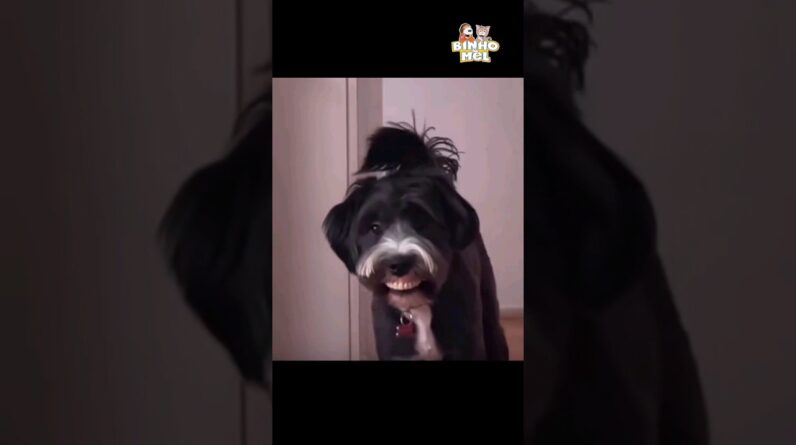 Vídeos engraçados - Animais dublados Binho e Mel