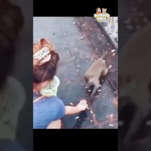 Foi muita bondade 🤣 Animais Dublados Binho e Mel