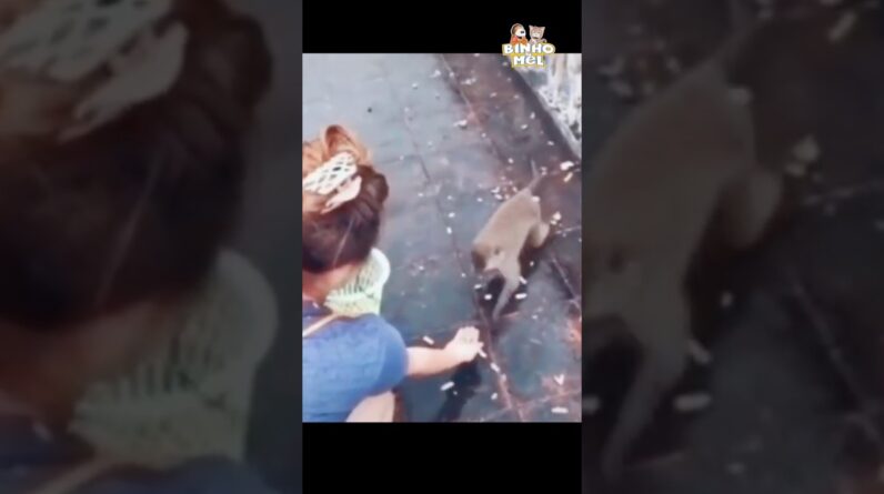 Foi muita bondade 🤣 Animais Dublados Binho e Mel