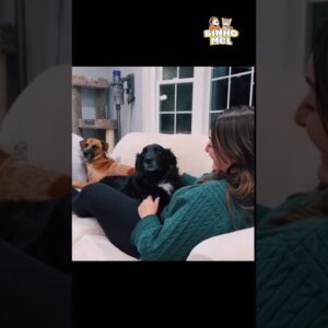 O que foi isso humana?🤣 - Animais Dublados Binho e Mel