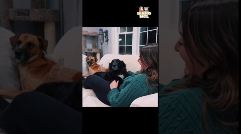 O que foi isso humana?🤣 - Animais Dublados Binho e Mel