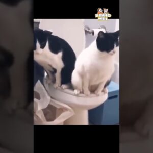 Quando não respeitam sua privacidade - Animais Dublados Binho e Mel