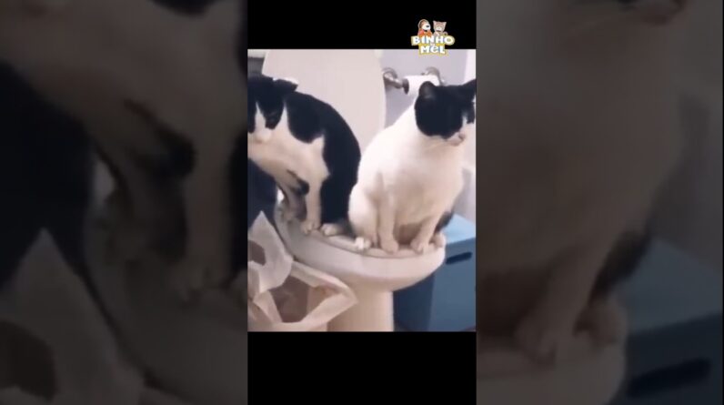 Quando não respeitam sua privacidade - Animais Dublados Binho e Mel