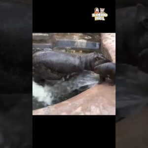 Quando sua mãe tá ocupada - Animais Dublados Binho e Mel